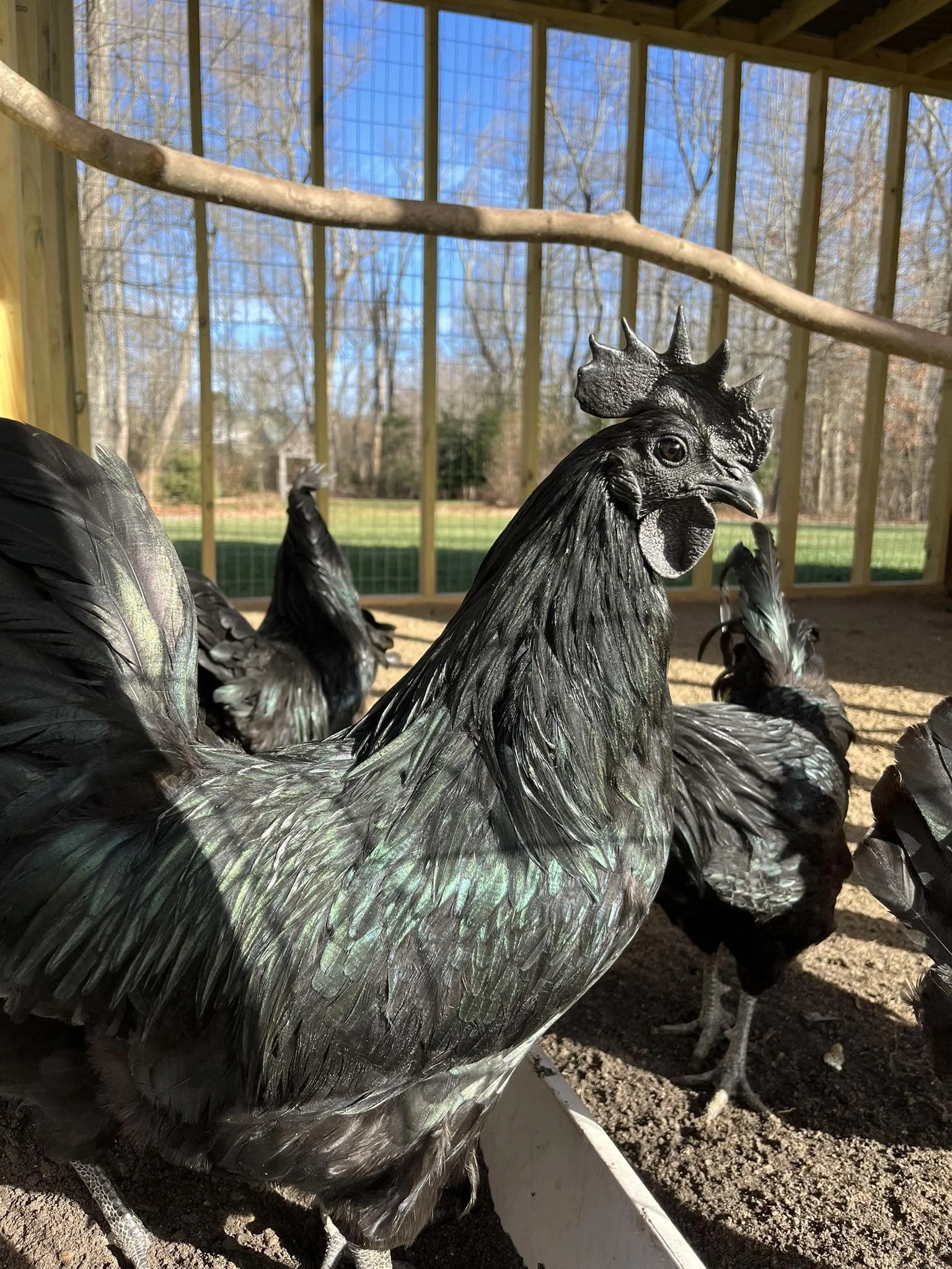 AYAM CEMANI ROOSTER.jpg