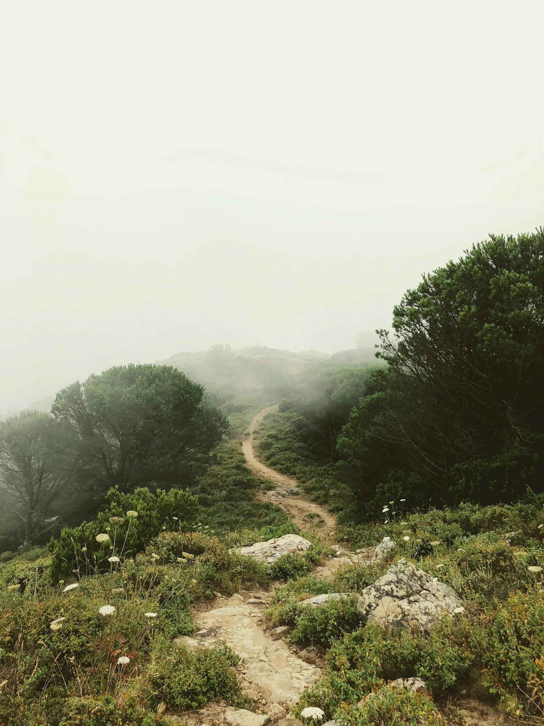 A winding dirt trail through green shrubbery and trees on a foggy day in the mountains.