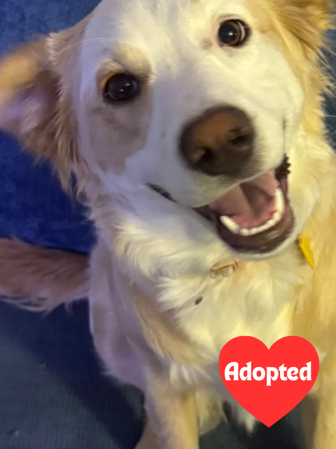 website adopted (4).png