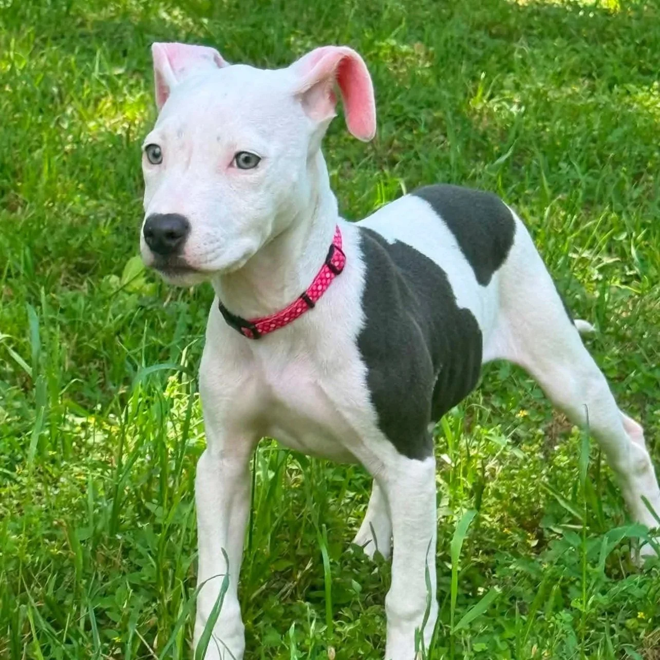 black and white pitbull female puppy playing in backyard