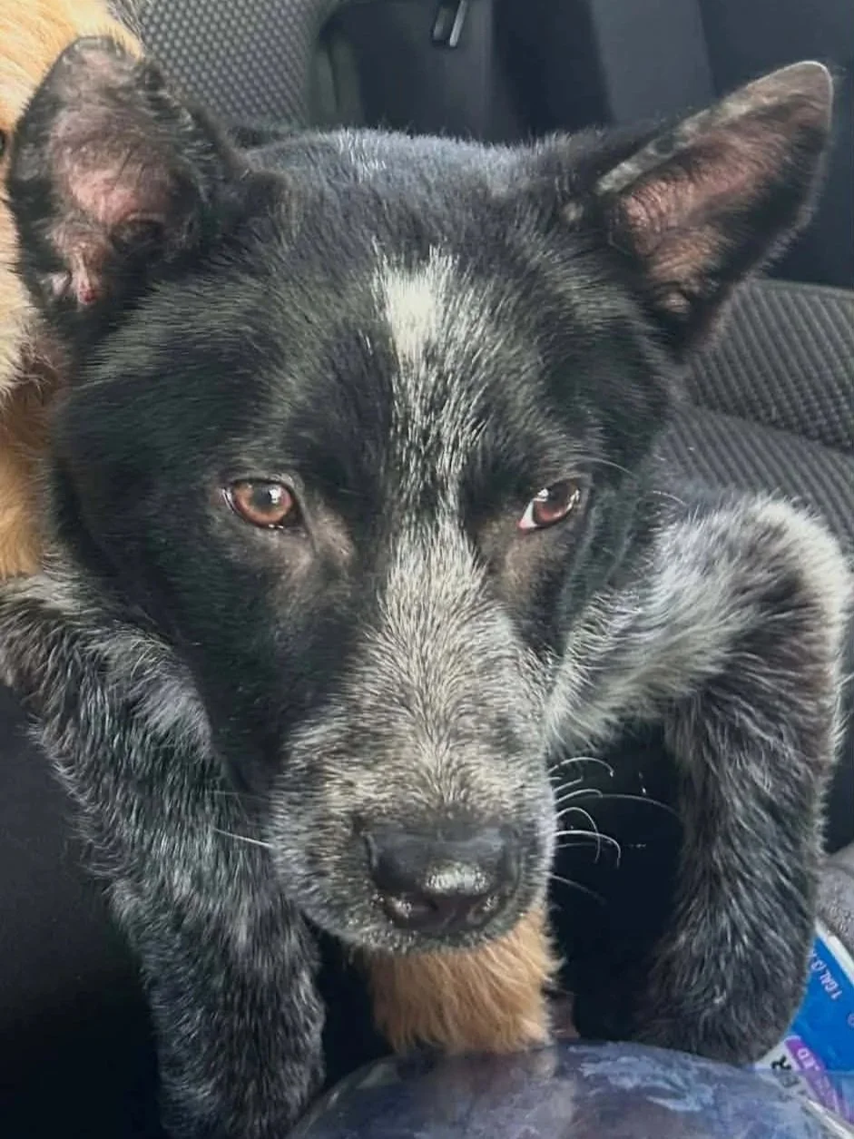 Male Heeler rescue dog shelter