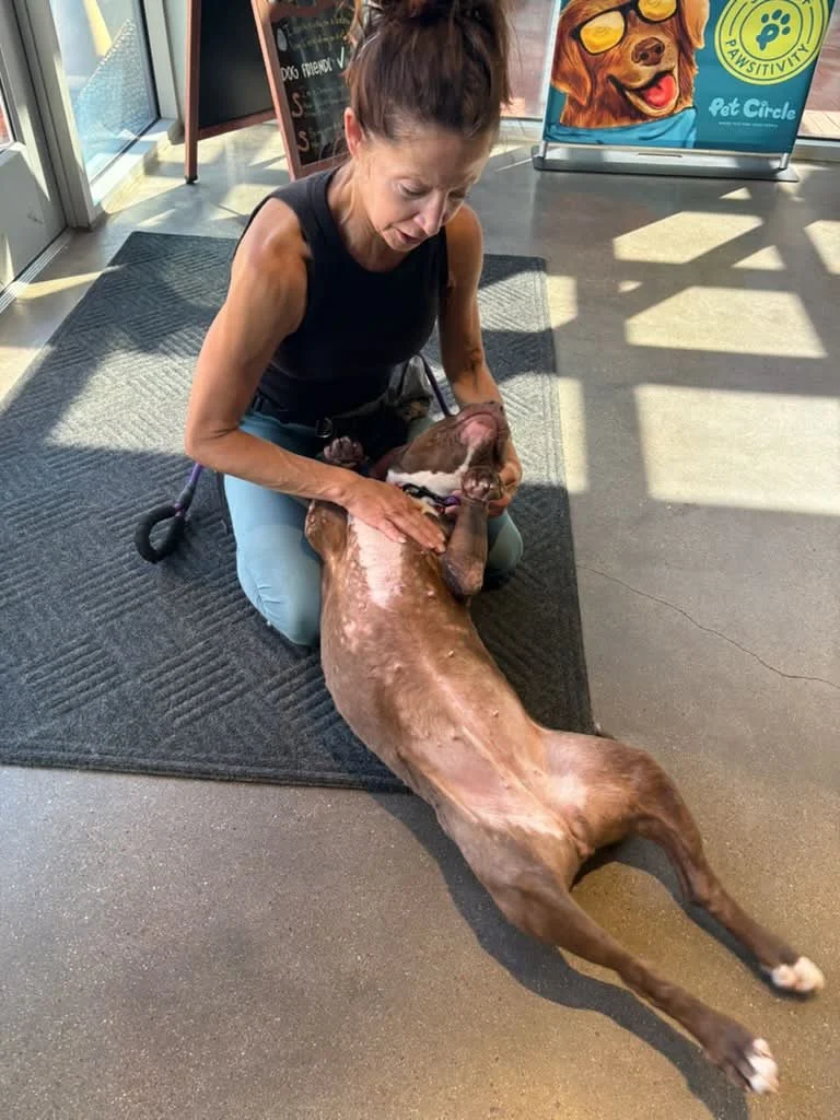 woman petting female pitbull laying on her back in the lobby foster dog parent abandoned dog shelter dog laying on back getting belly rub dog adoption rescue donations