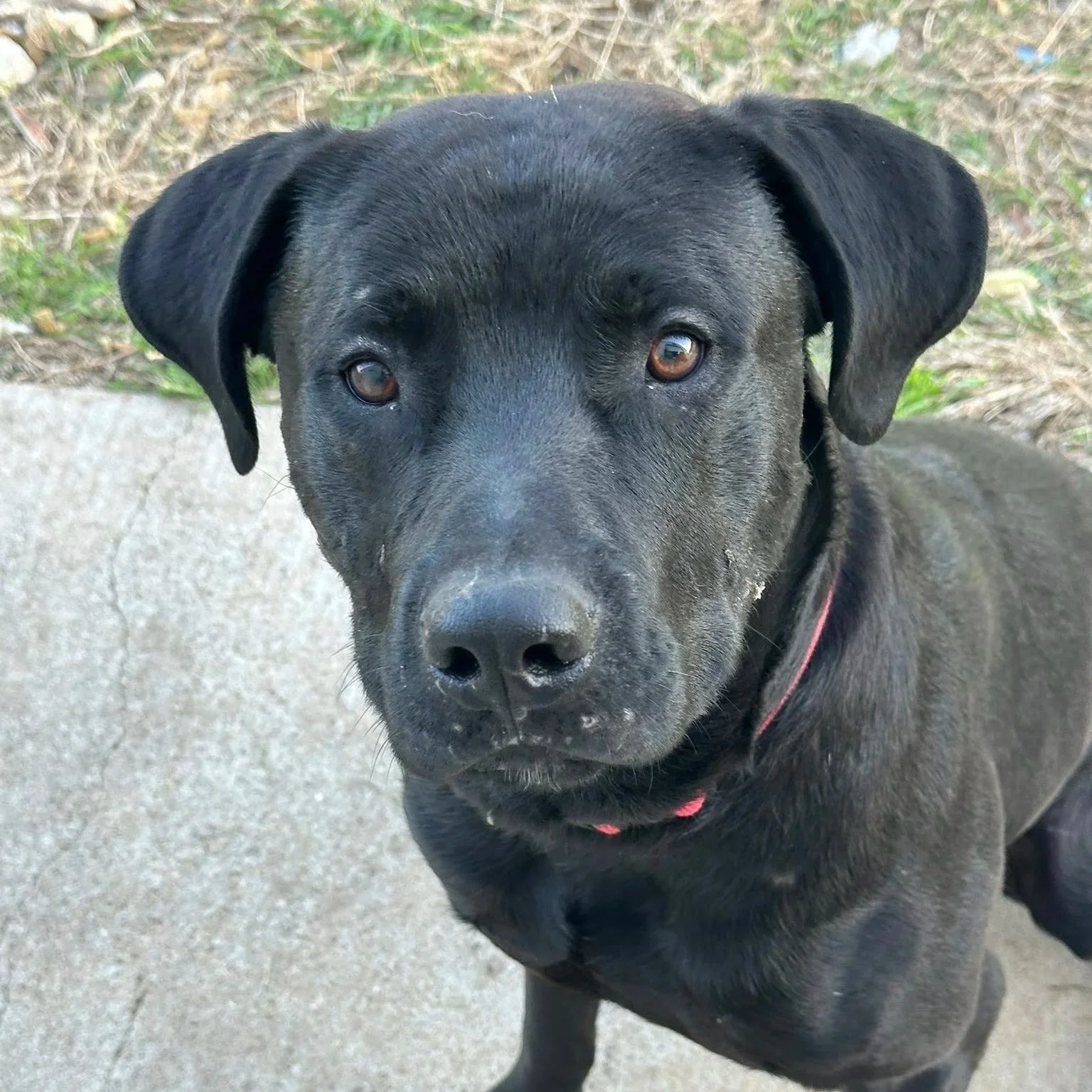 A black dog with brown eyes sitting on a sidewalk, looking directly at the camera.