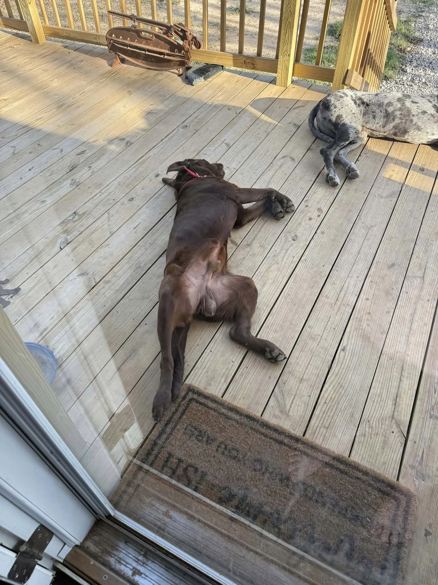 brown rescue dog laying on a porch