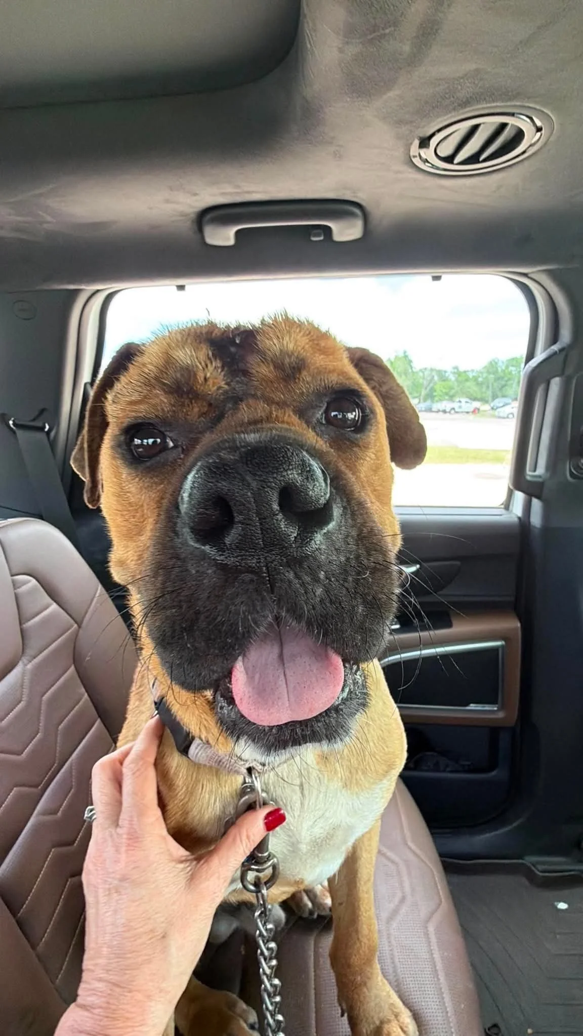 dog sitting in car seat