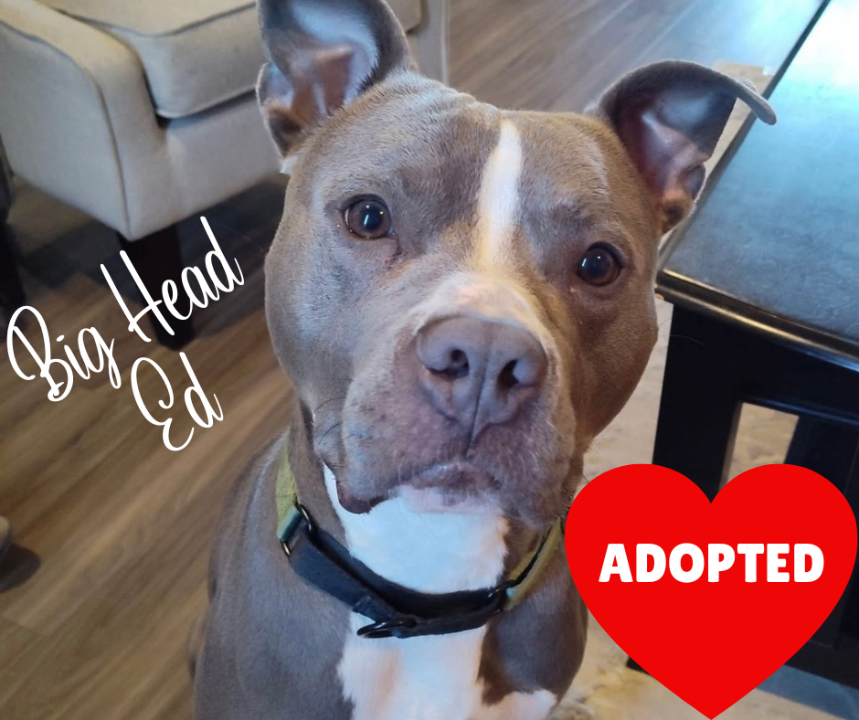 ADOPTED (1).png