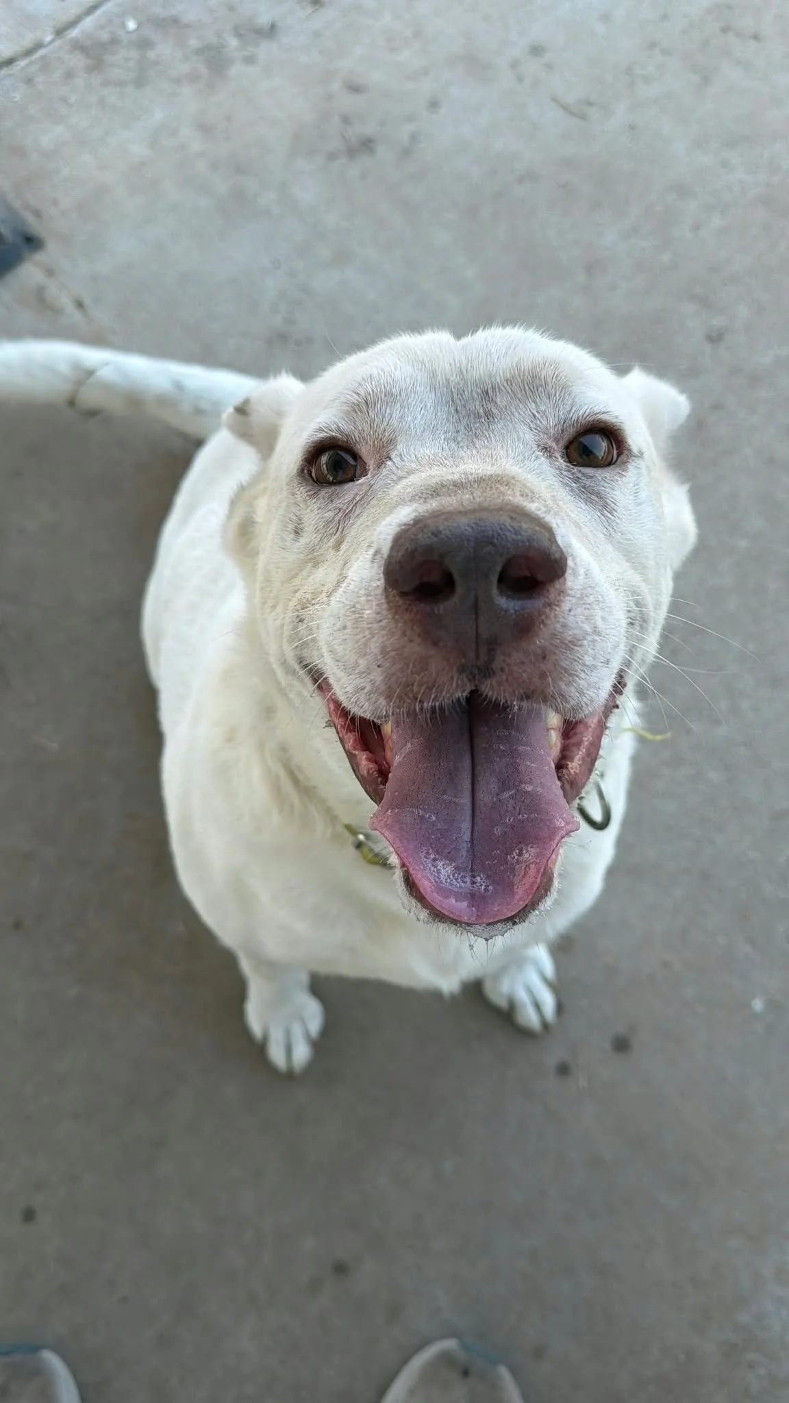 senior rescue dog texas