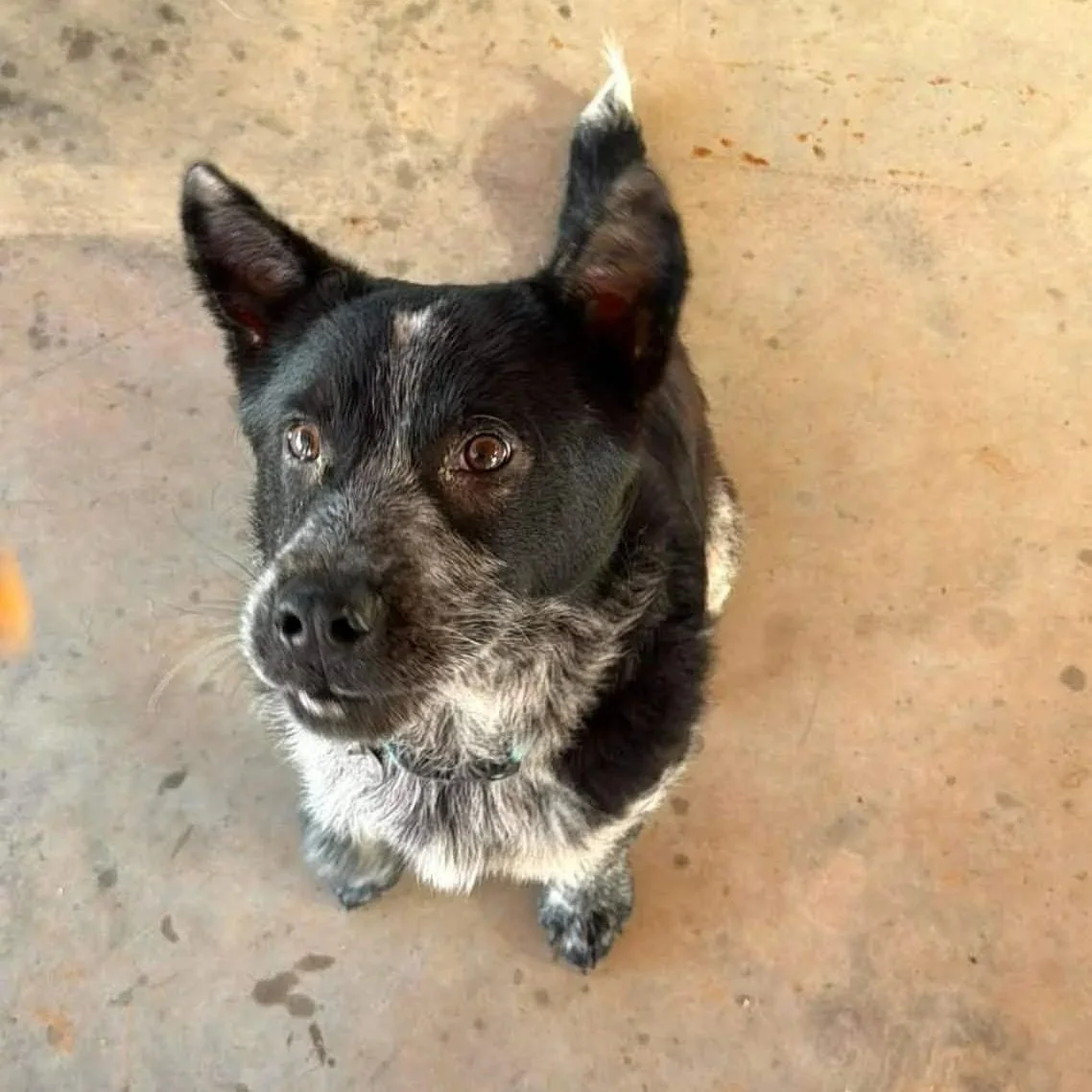 Funny puppy waiting for treat shelter heeler mix male dog