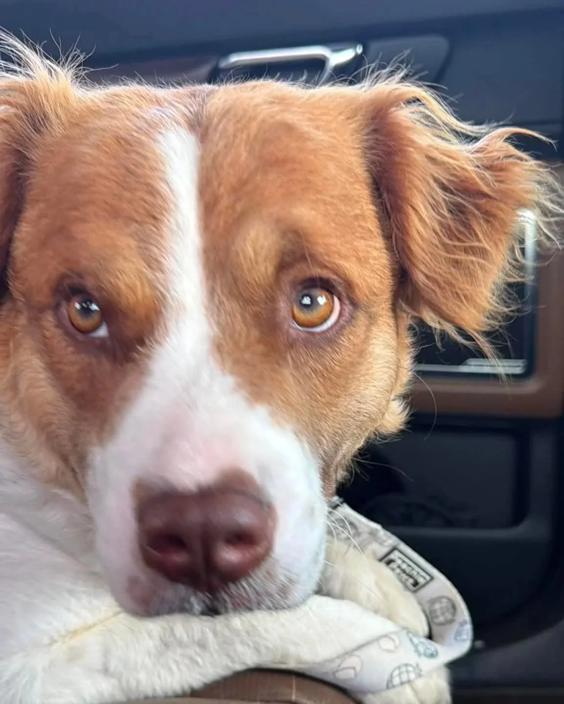 brittany spaniel mix dog sitting in a car going to dog shelter