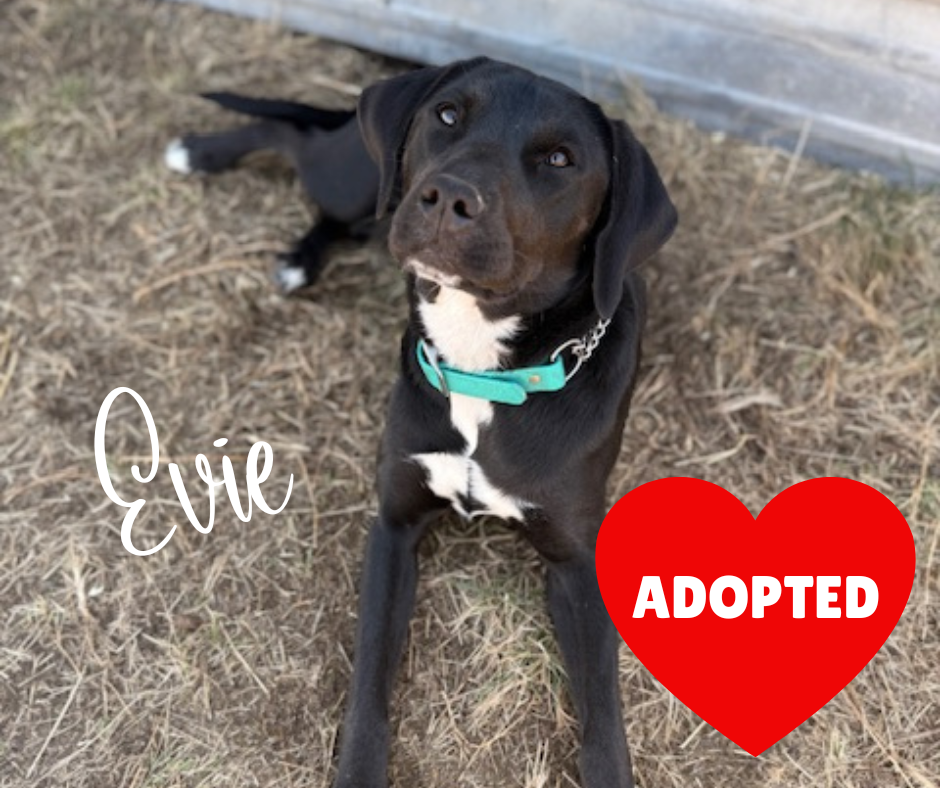 ADOPTED (3).png