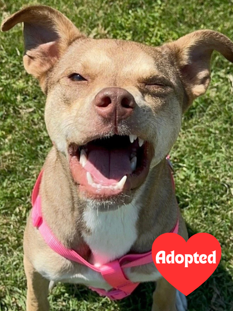 website adopted (3).png