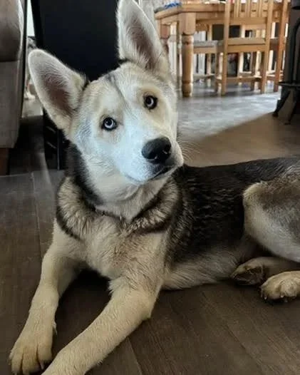 Maya husky female dog