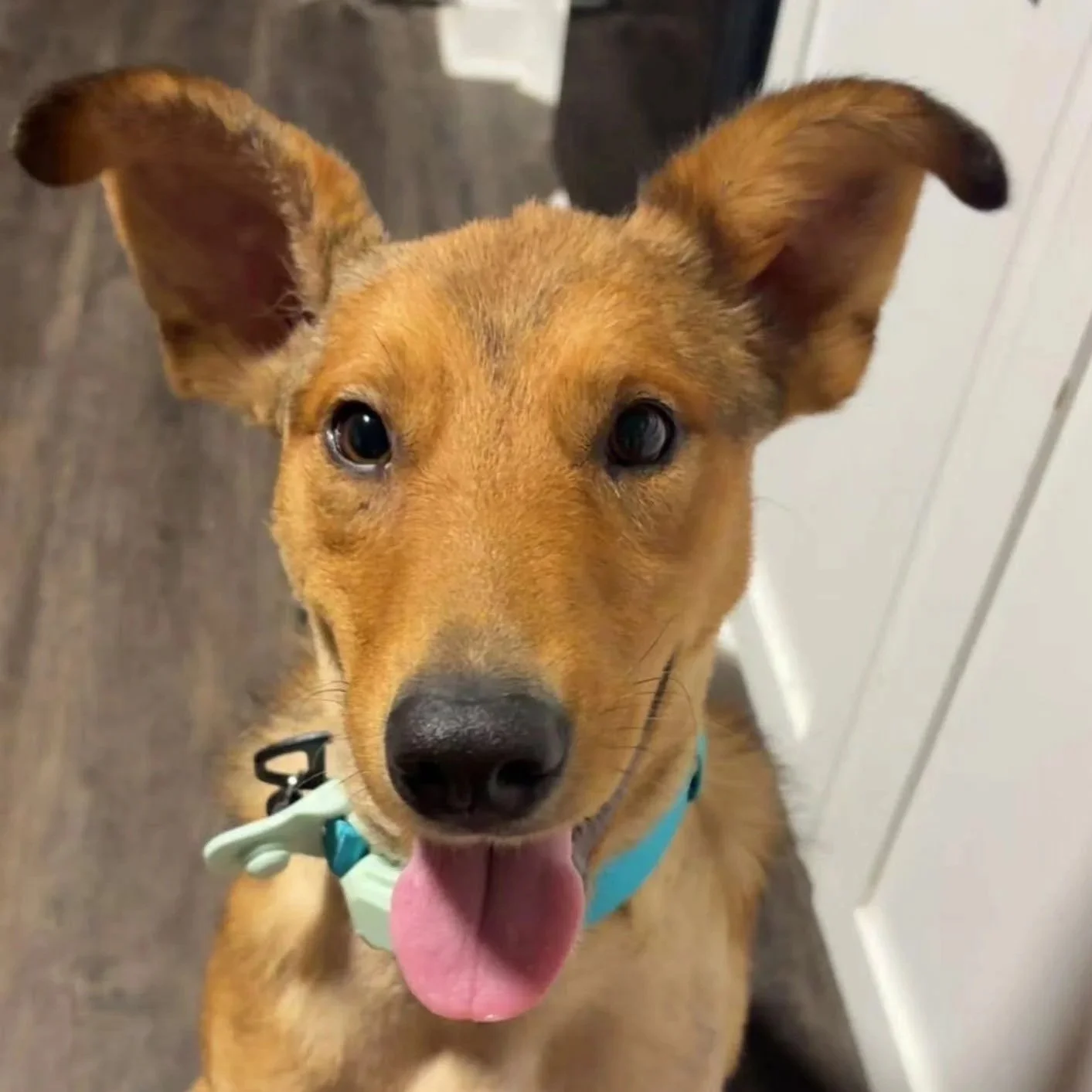 Rescue Dog