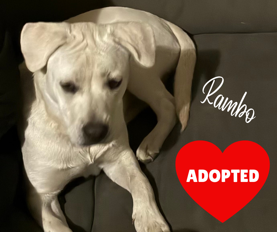 ADOPTED (2).png