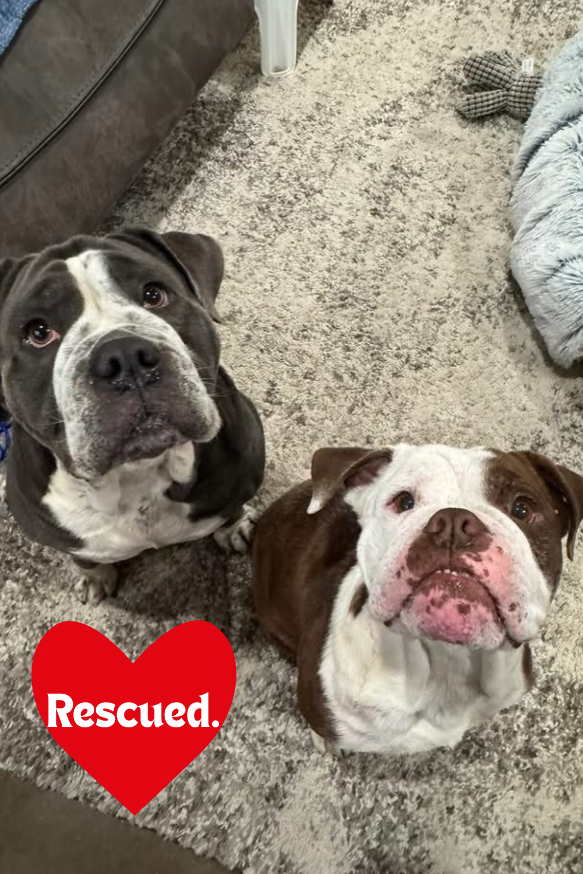Rescued..png