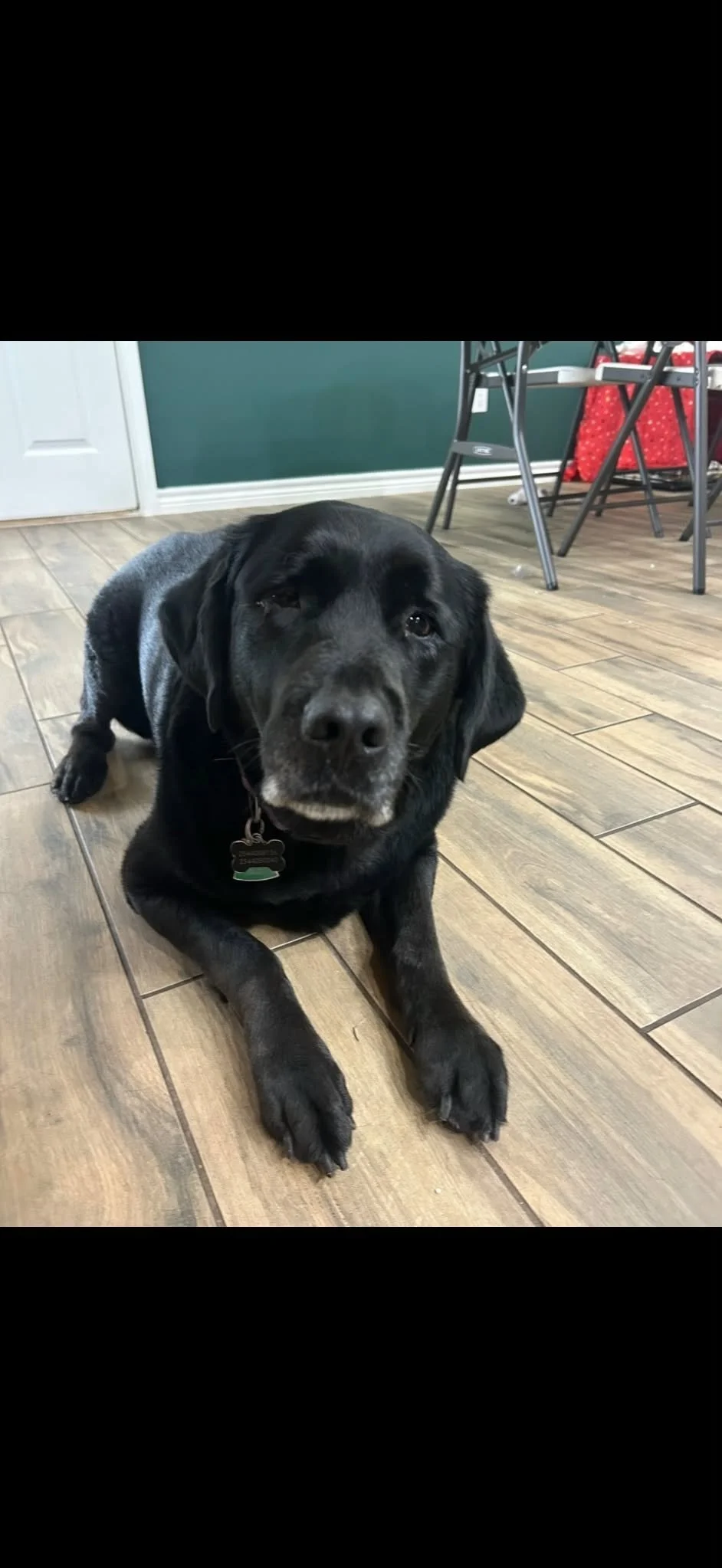Female Black Lab