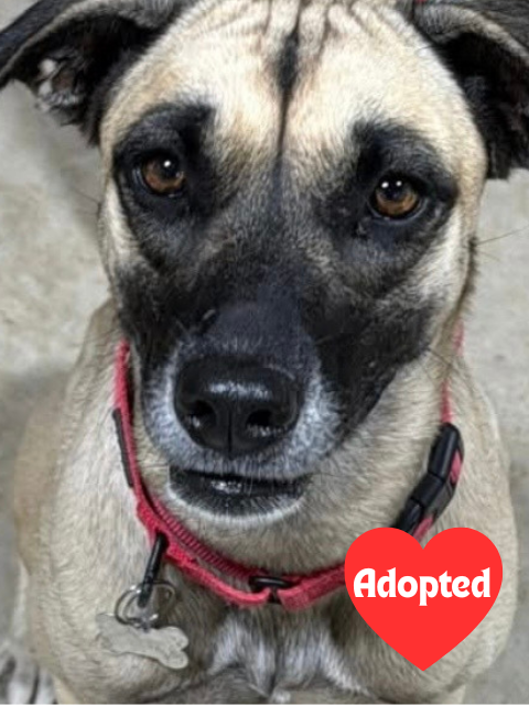 website adopted (5).png