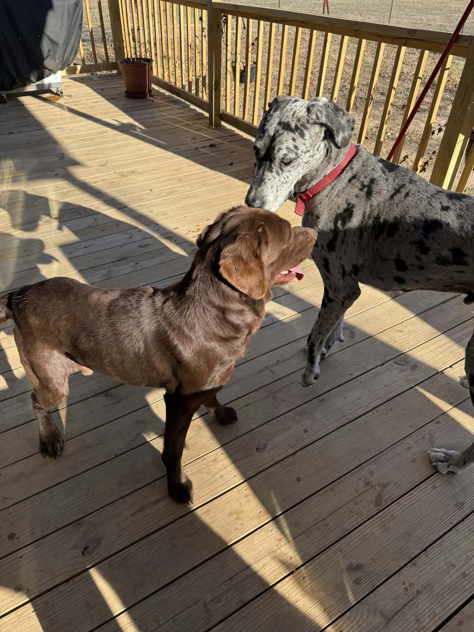 brown male rescue dog playing with another dog on a front porch