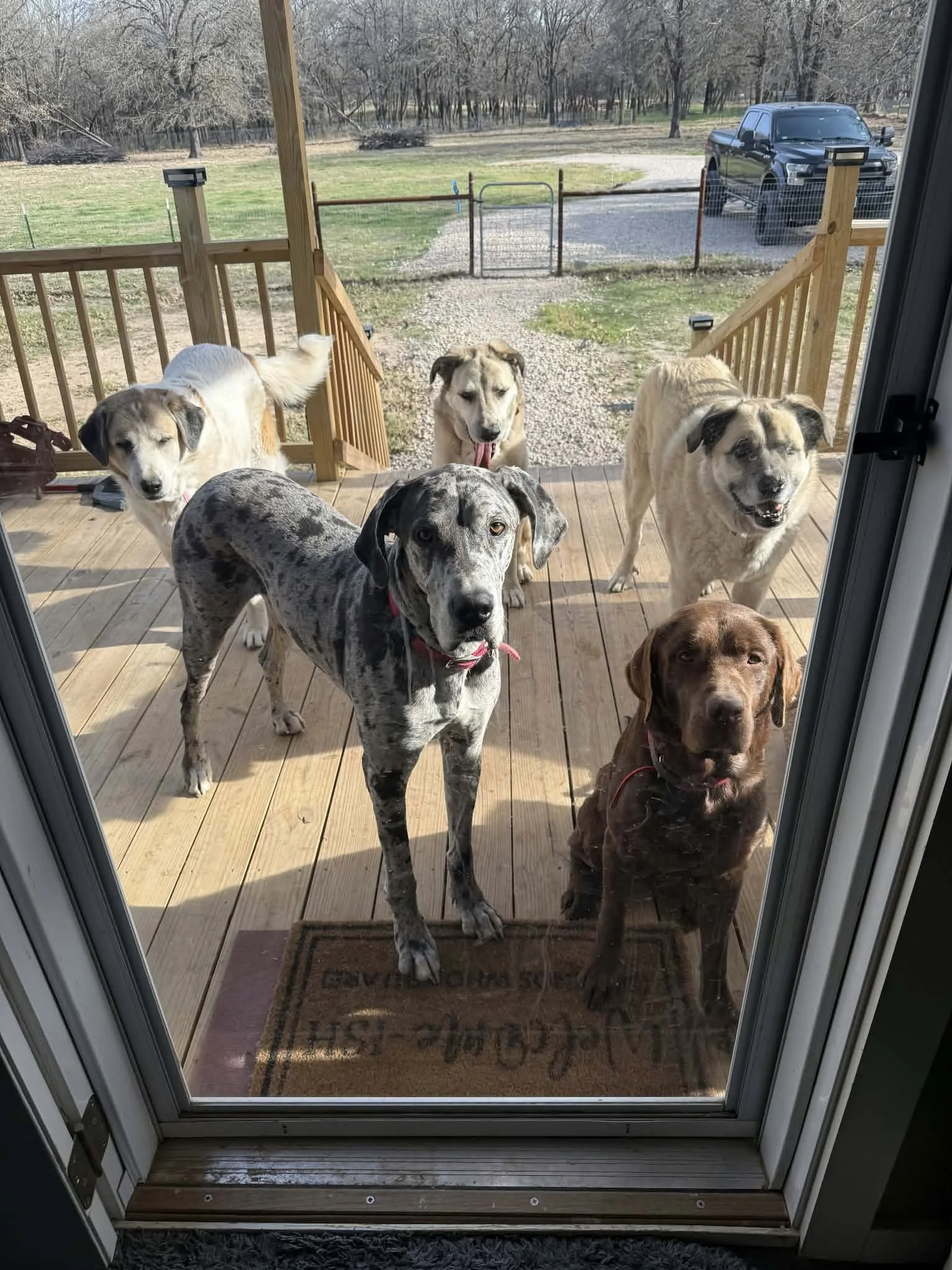 shelter dog brown sitting on porch with four dogs