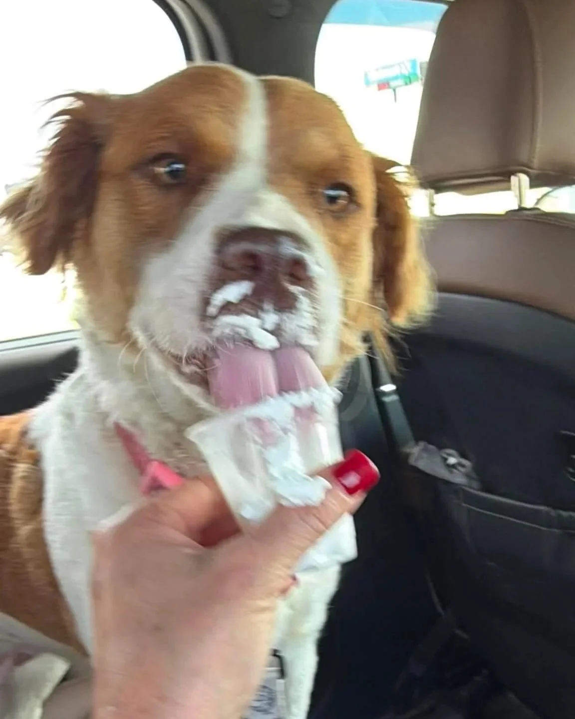 Brittany Spaniel mix dog eating a pup cup in the back of a car going to dog shelter