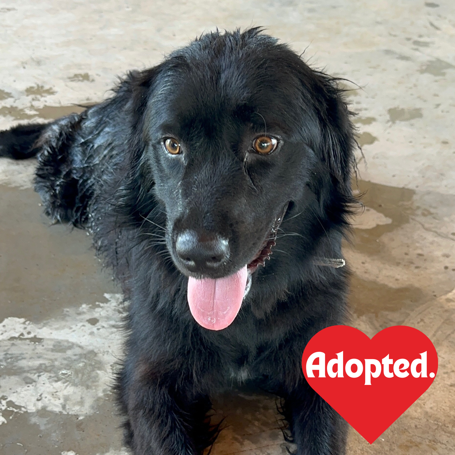 Adopted. - Winston.png