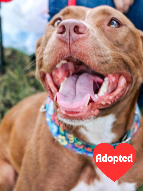 website adopted (2).png