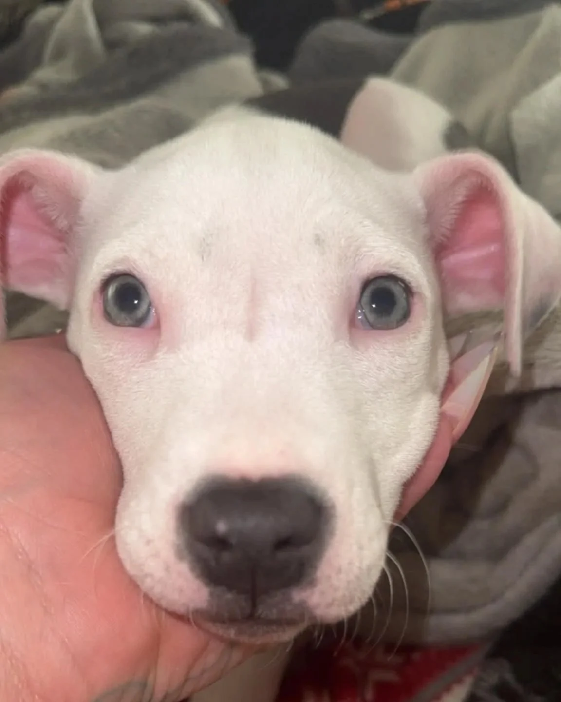 pit bull baby white dog
