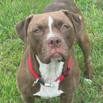 female pitbull dog standing in yard with red collar
