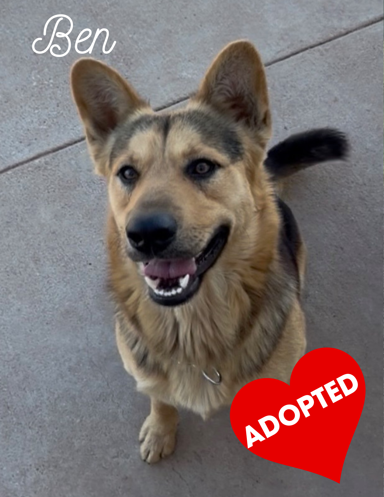 ADOPTED (4).png