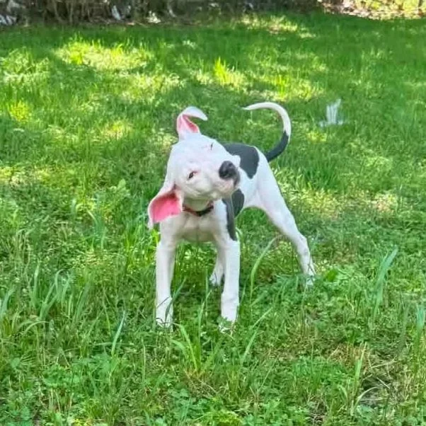 white and black pitbull puppy playing in the back yard