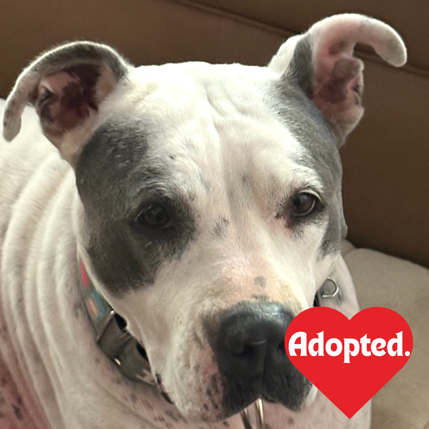 Adopted. - gray.png