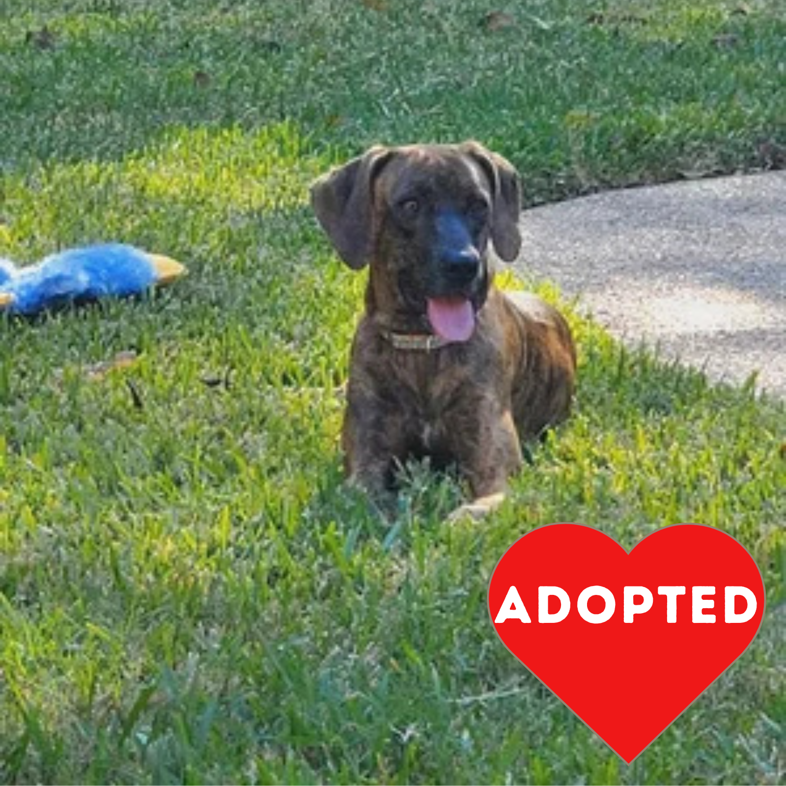 Allie_Adopted.png