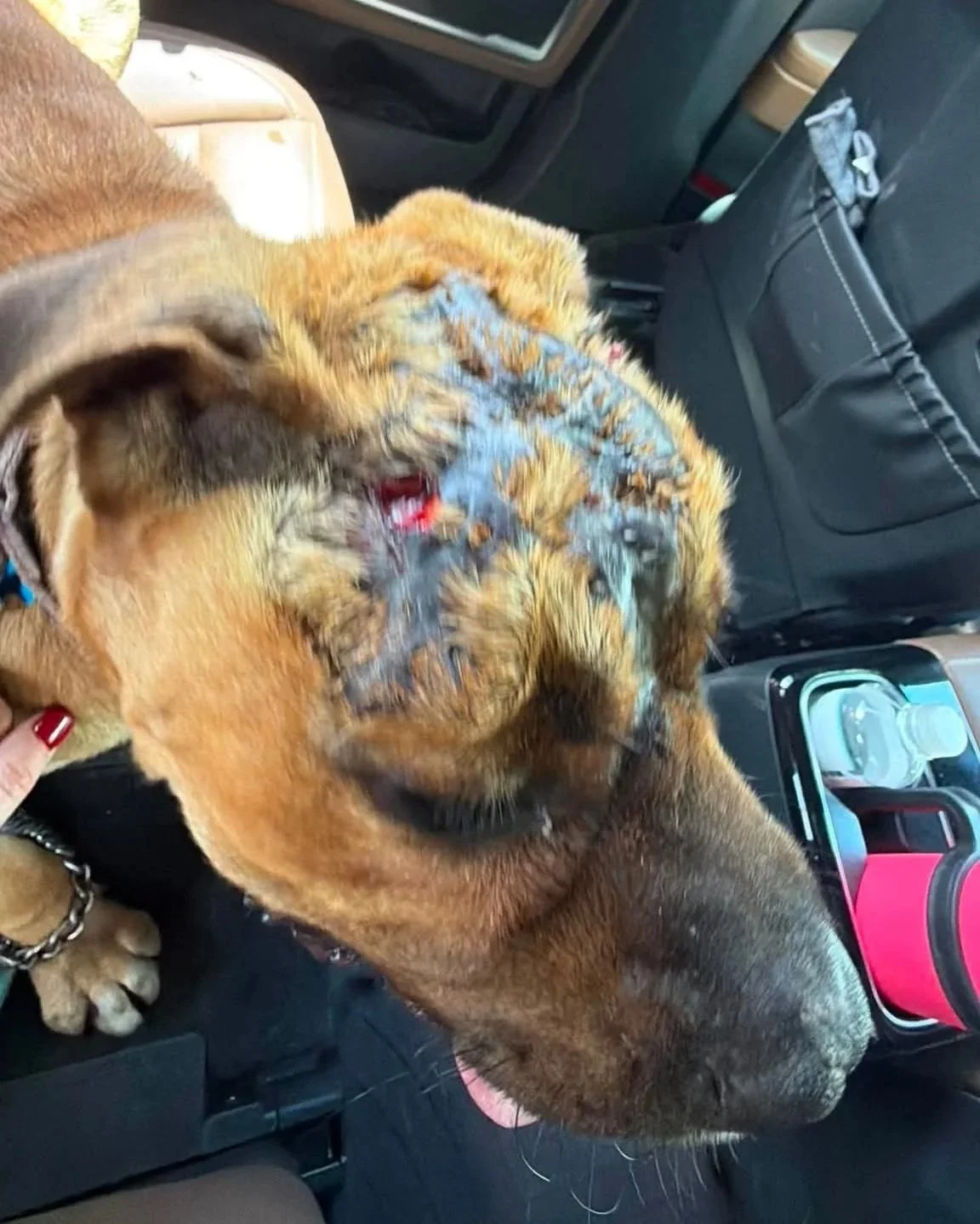 dog with injuries on his head sitting in the back of a car