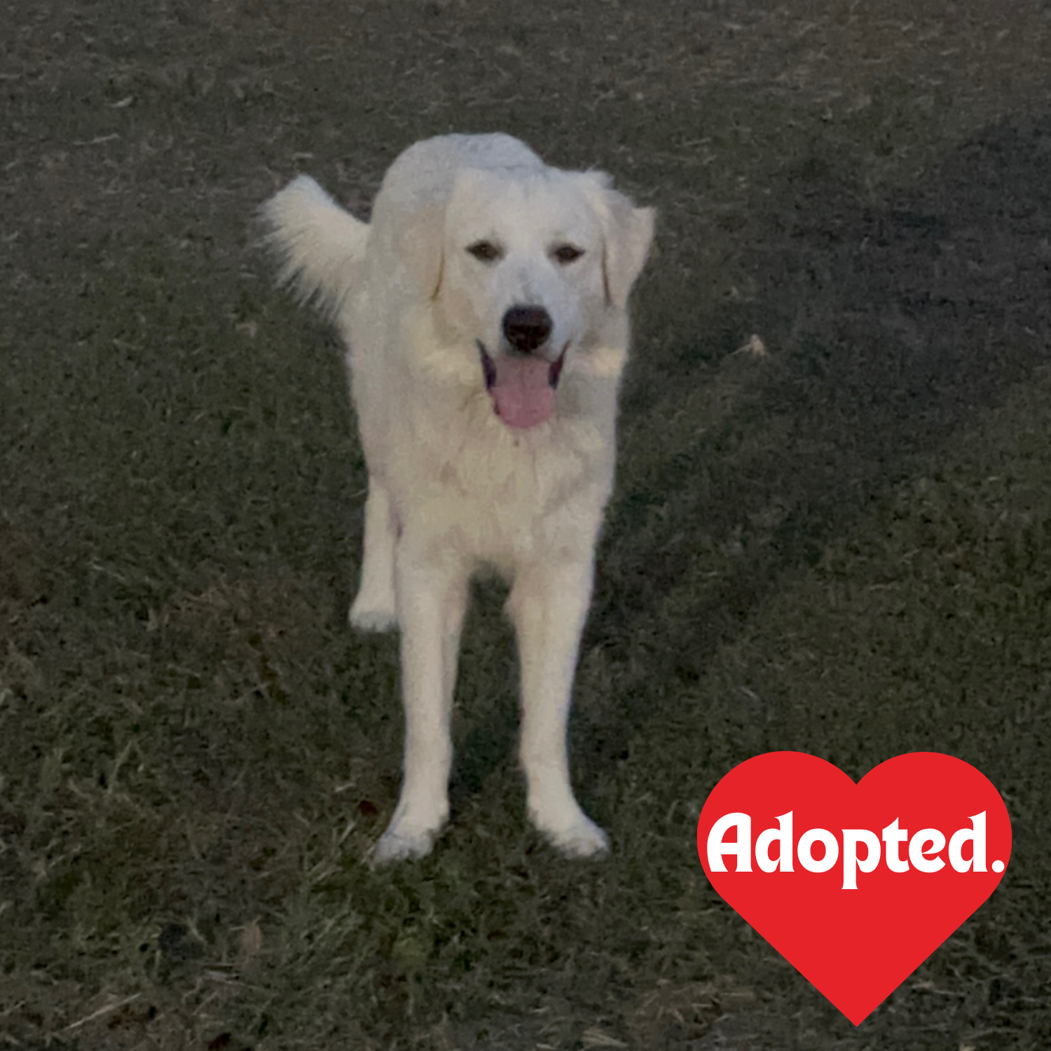 Adopted. - Boomer.png