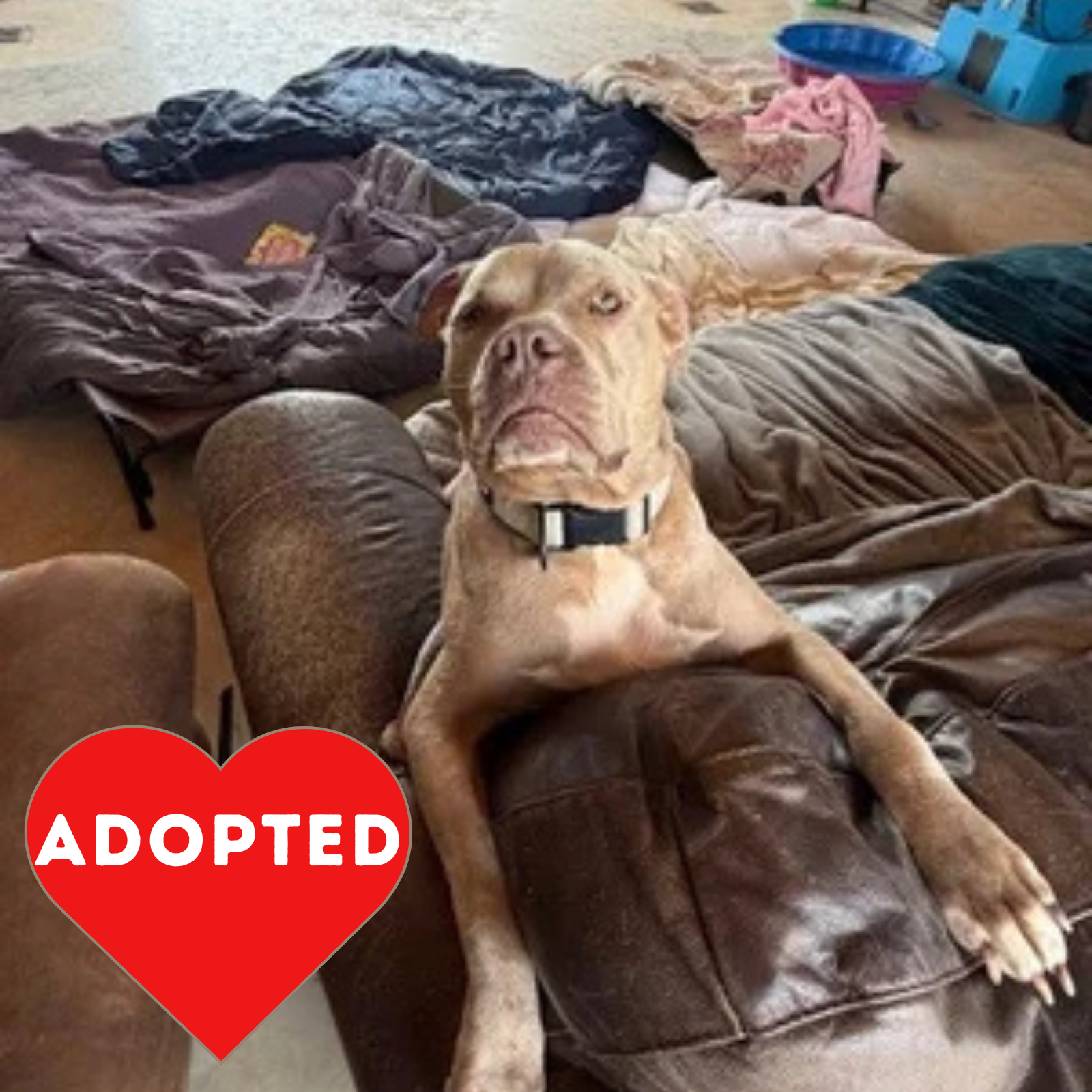 Boo_Adopted.png