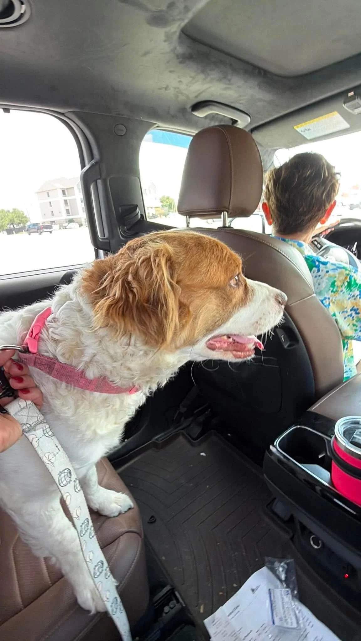 Brittany Spaniel Mix dog sitting in back seat of car going to dog shelter