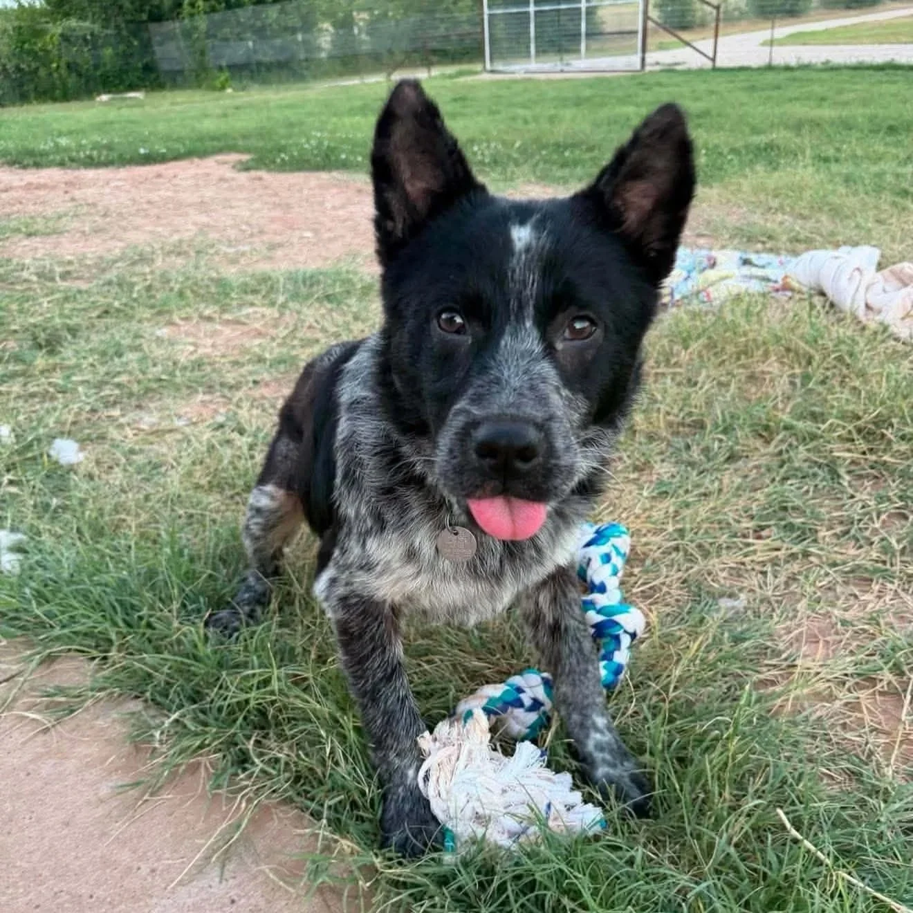 heeler mix male dog