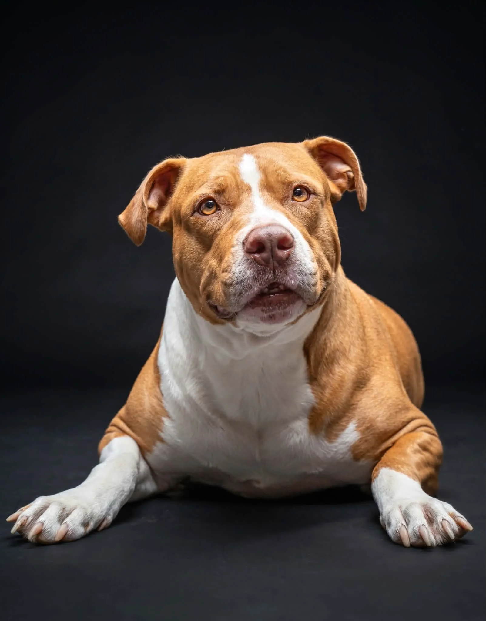 Pitbull female