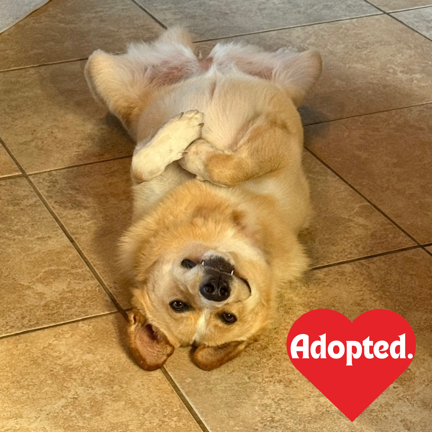 Adopted. - Georgia.png