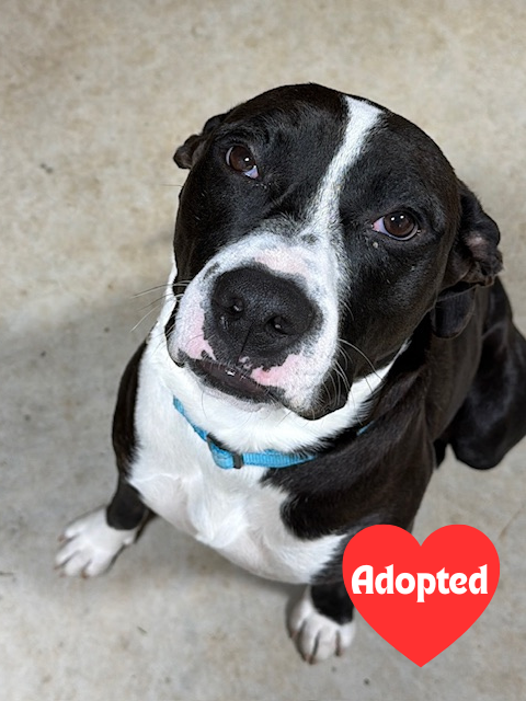 website adopted (3).png