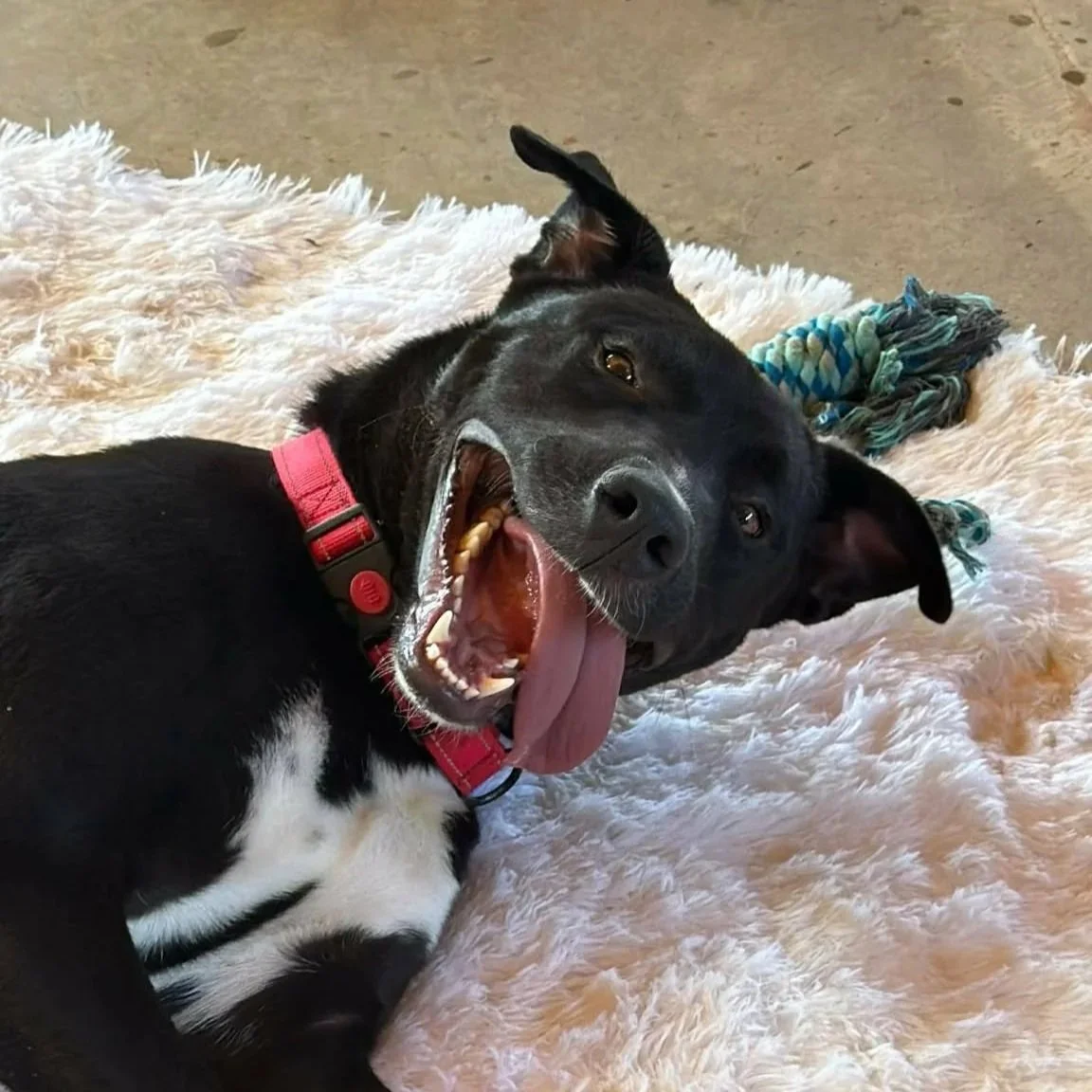 Dog laying on the ground smiling