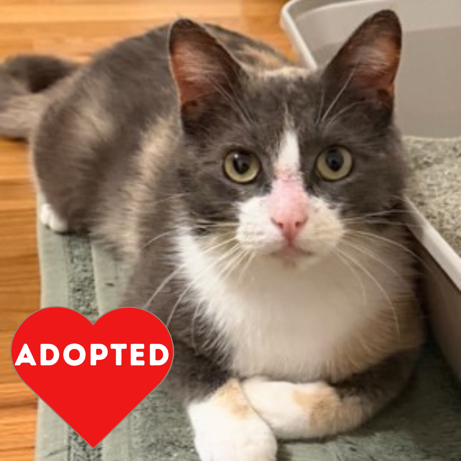 Princess_Adopted.png