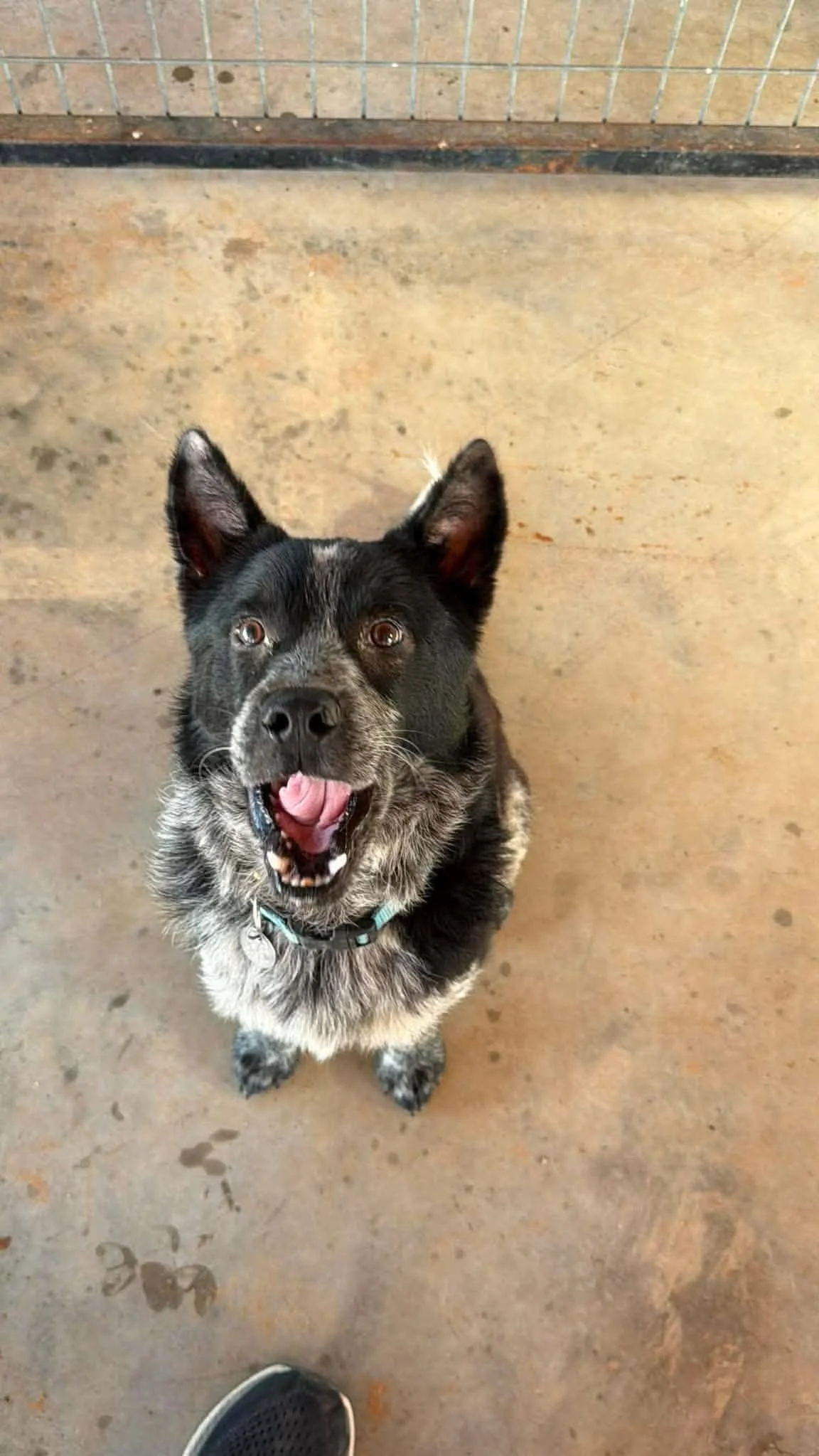 male heeler mix rescue shelter dog sitting puppy