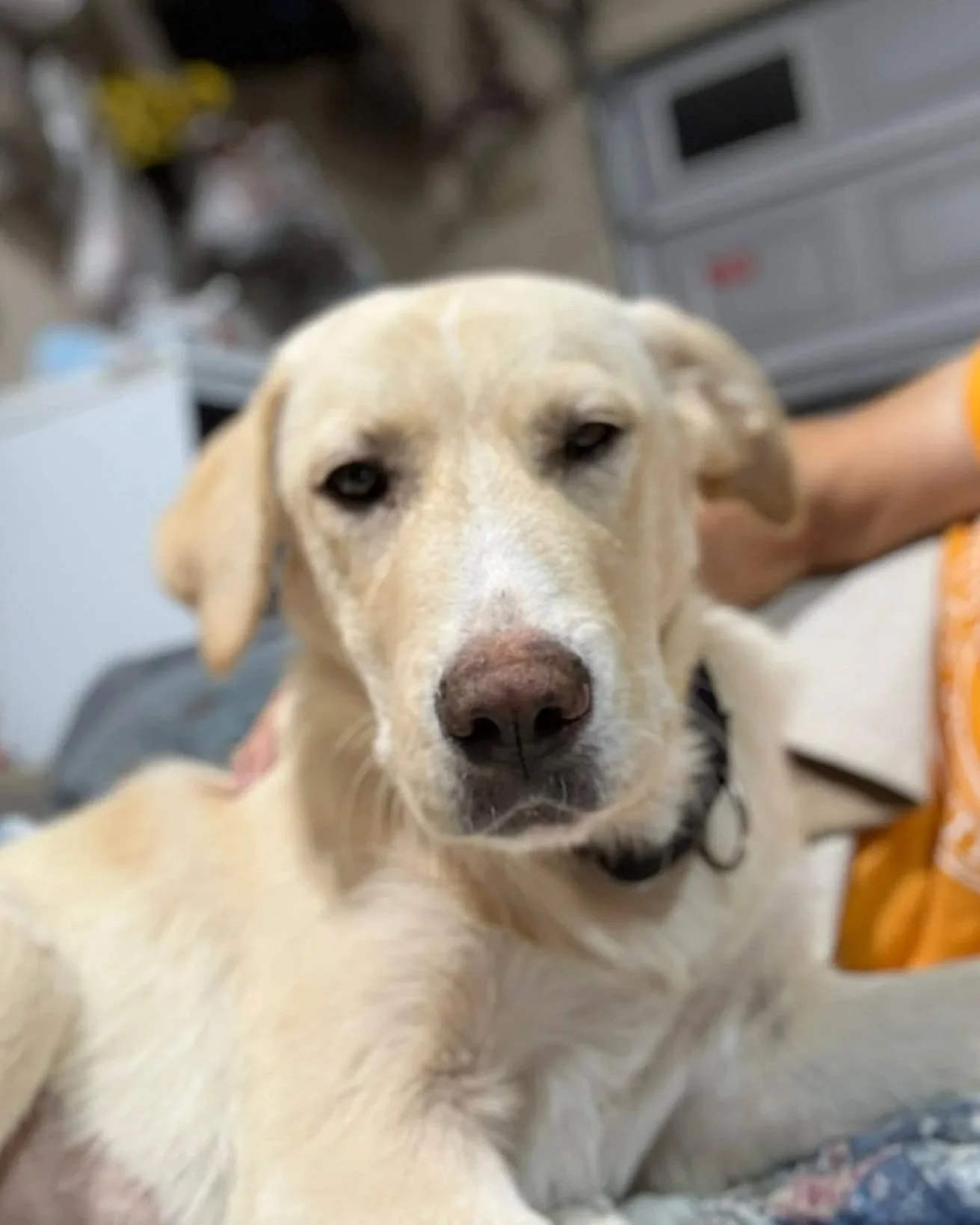 Female Yellow Lab