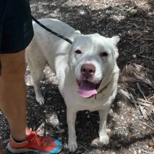 senior rescue dog texas