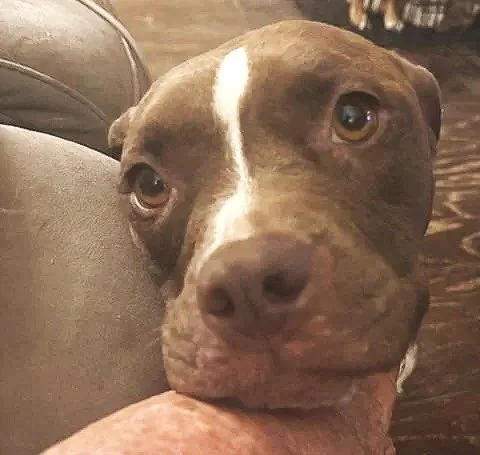 female pitbull shelter dog