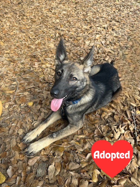 website adopted (1).png