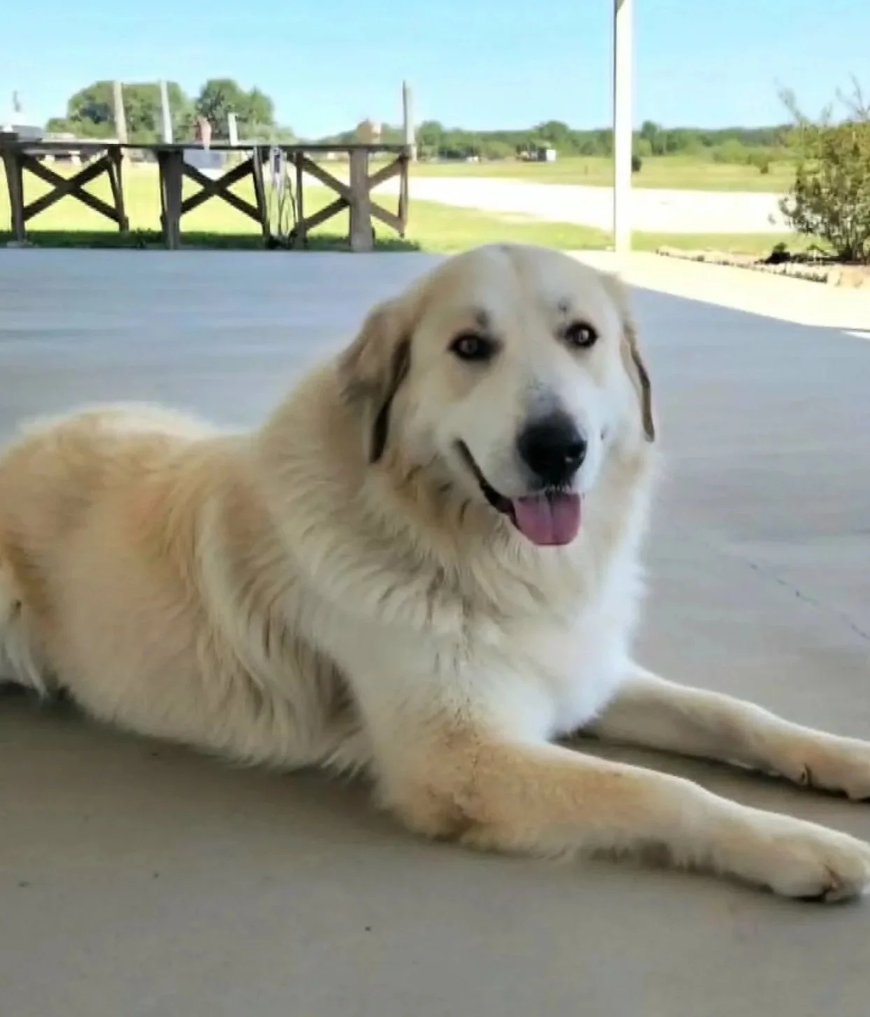 Awhite Shepherd mix dog rescue laying on a tile floor