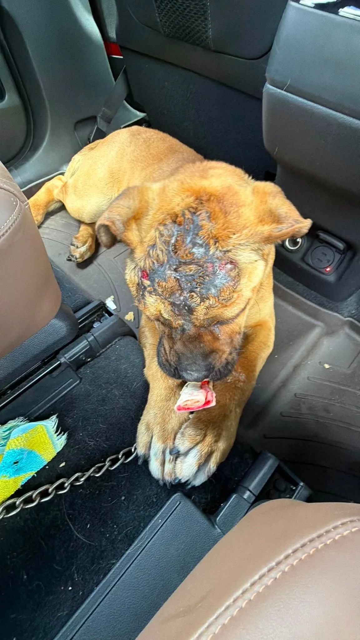 dog with burns on his head bleeding in the back of a car