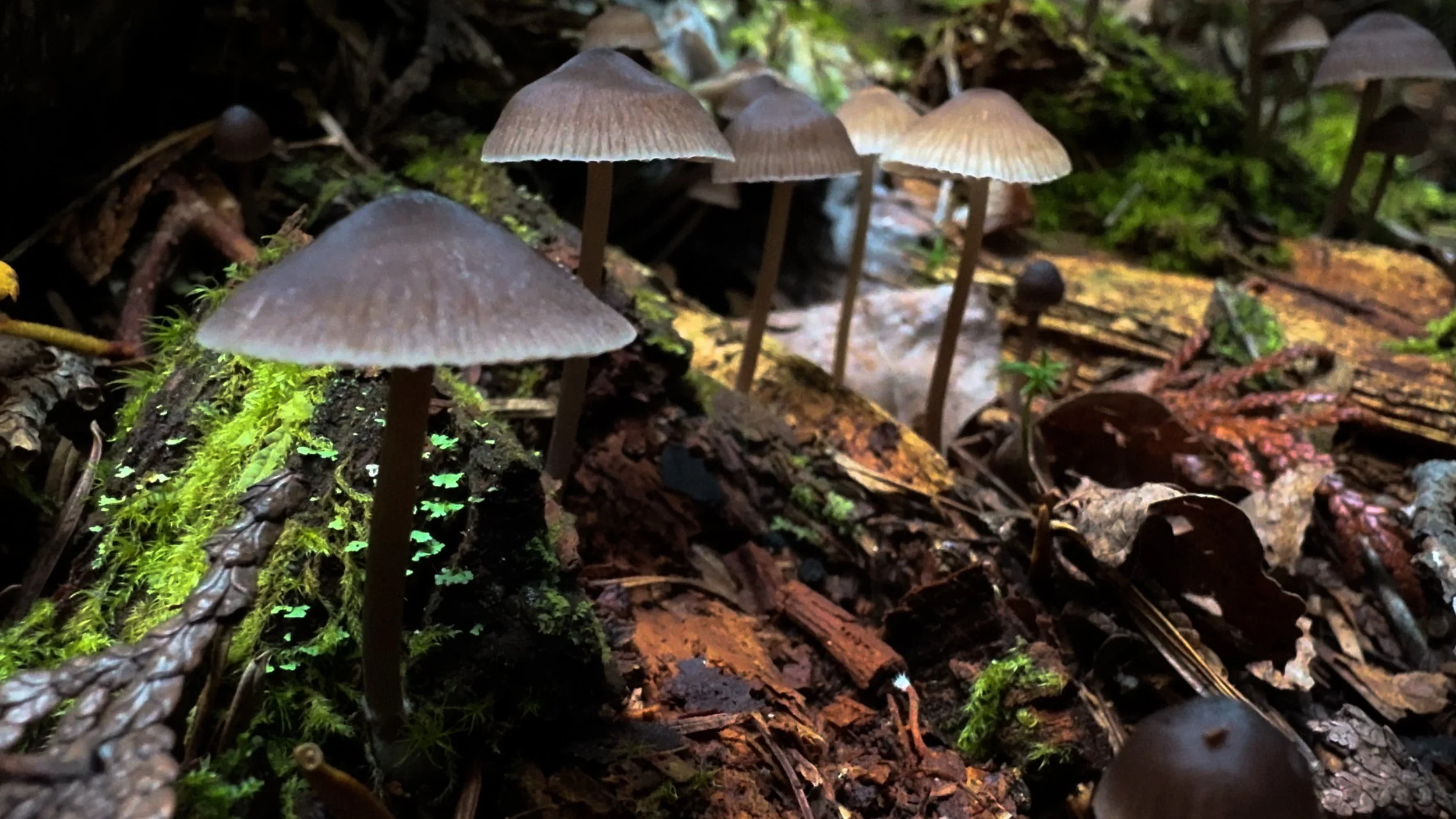 Sequence 01.00_00_05_44.Still007.jpg